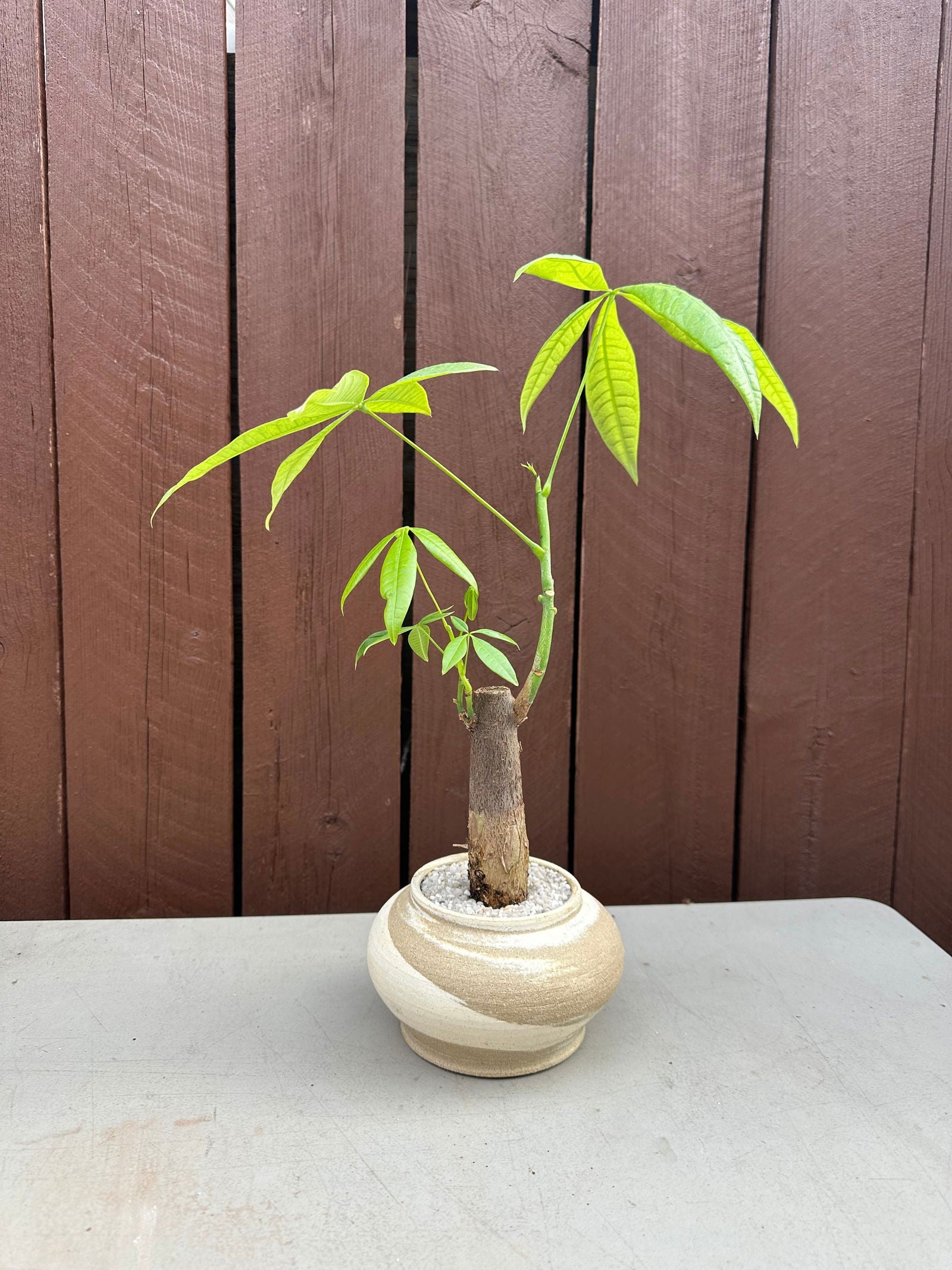 Money tree w/ mud cream planter - Mipa's pots and plants