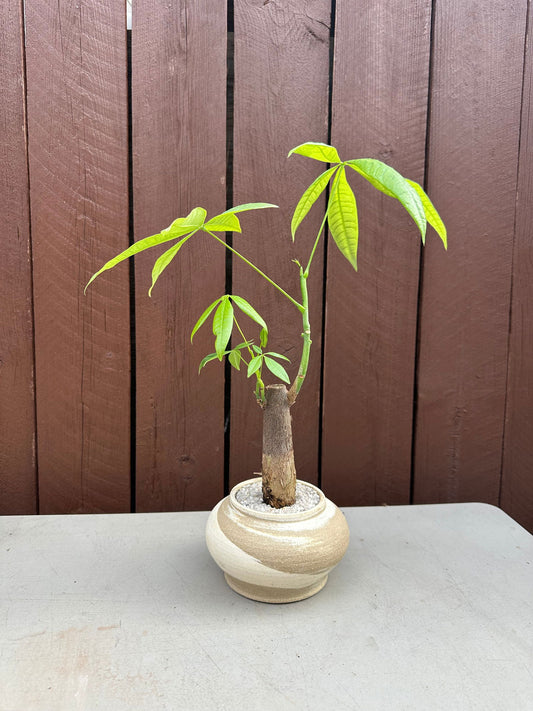 Money tree w/ mud cream planter - Mipa's pots and plants