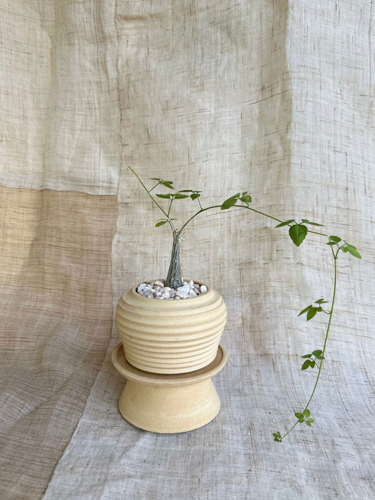 Mormordica prostrata w/ sand pedestal saucer set - Mipa's pots and plants
