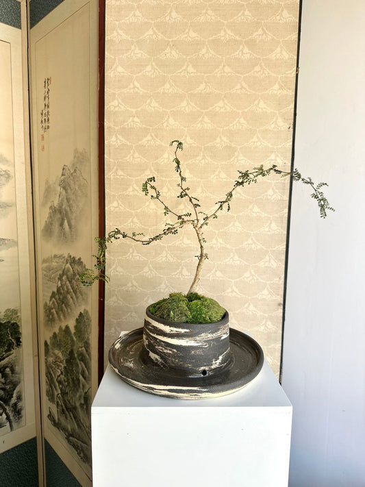 Operculicarya decaryi w/ inkwash planter - Mipa's pots and plants