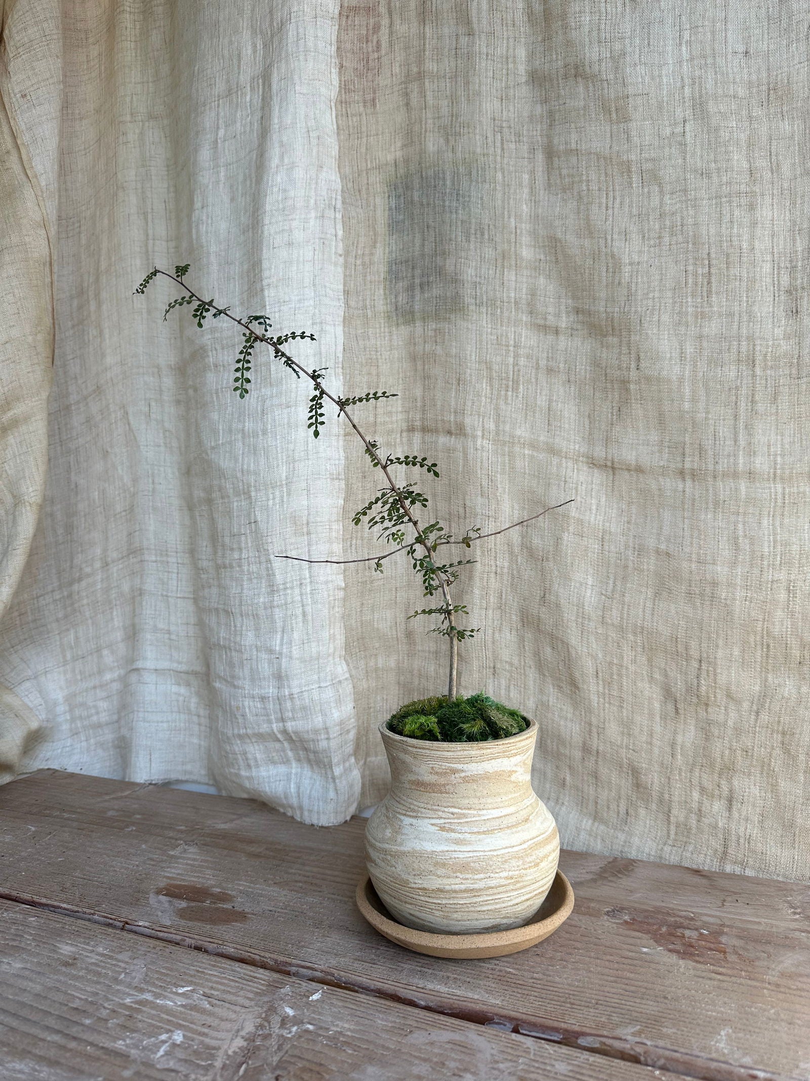 Operculicarya decaryi w/ sandstorm planter set - Mipa's pots and plants