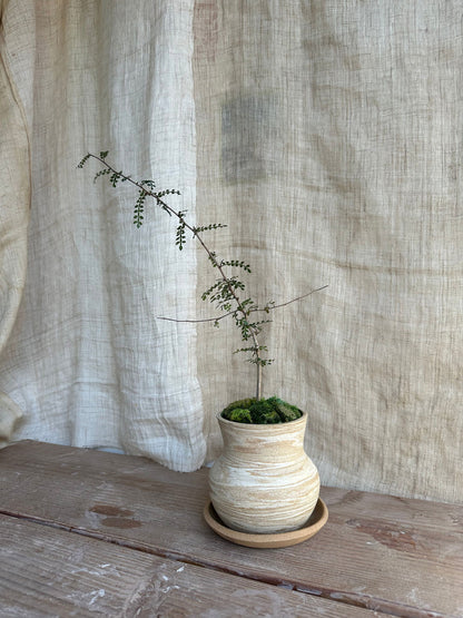 Operculicarya decaryi w/ sandstorm planter set - Mipa's pots and plants