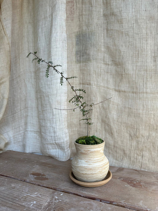 Operculicarya decaryi w/ sandstorm planter set - Mipa's pots and plants