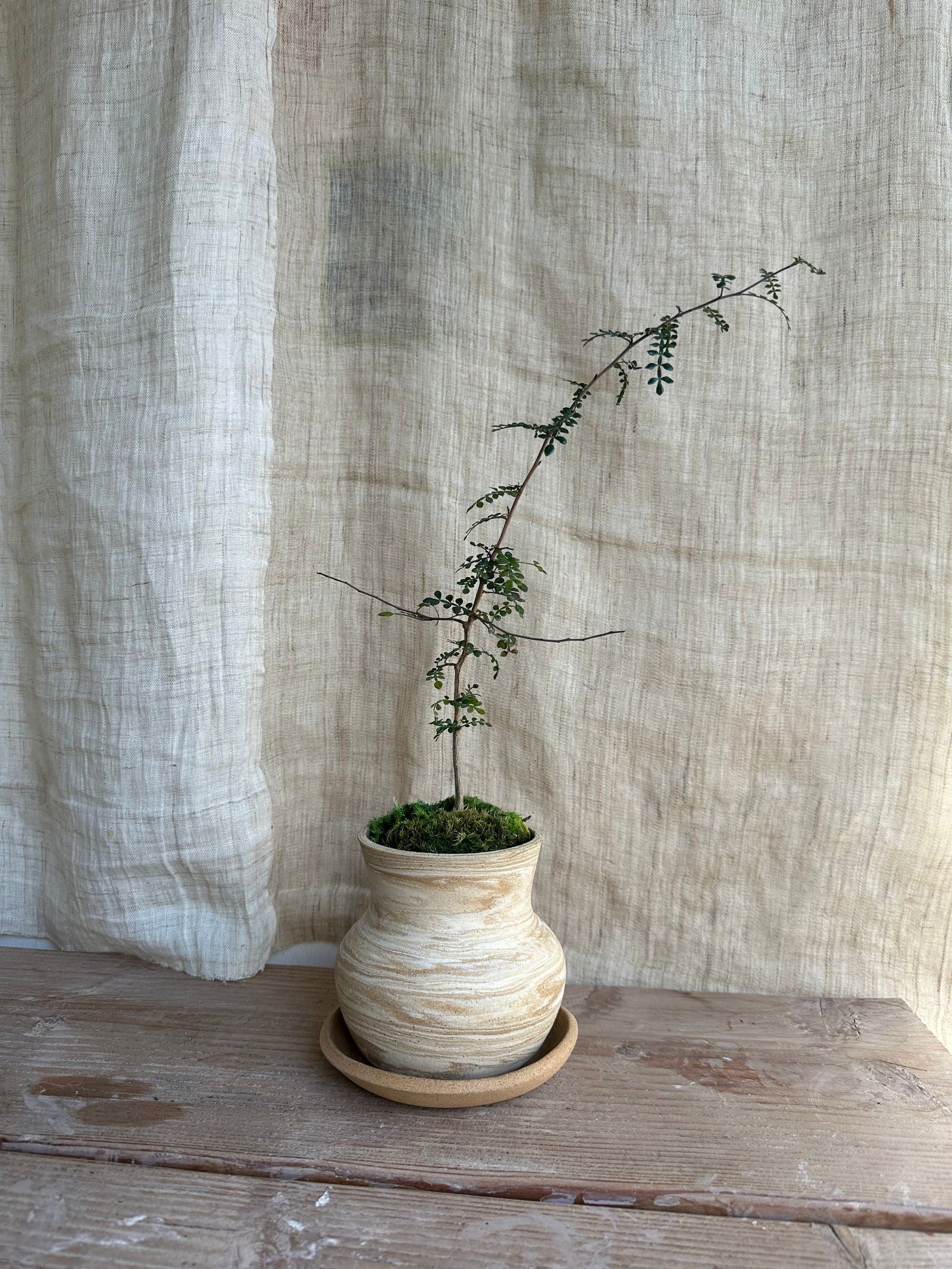 Operculicarya decaryi w/ sandstorm planter set - Mipa's pots and plants
