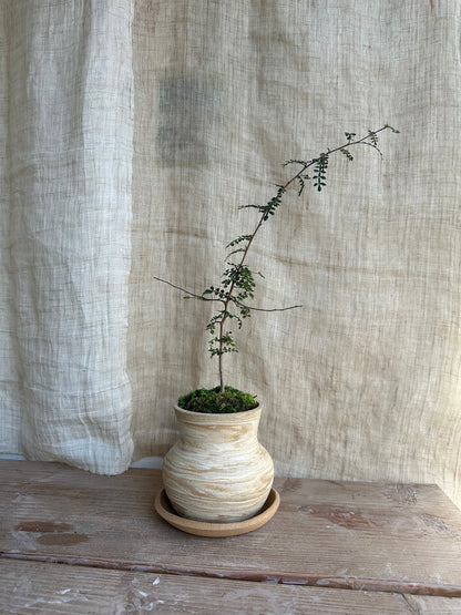 Operculicarya decaryi w/ sandstorm planter set - Mipa's pots and plants