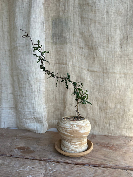 Operculicarya decaryi w/ sandstorm planter set - Mipa's pots and plants