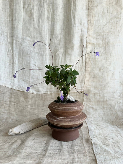Order for Alanna - Mipa's pots and plants