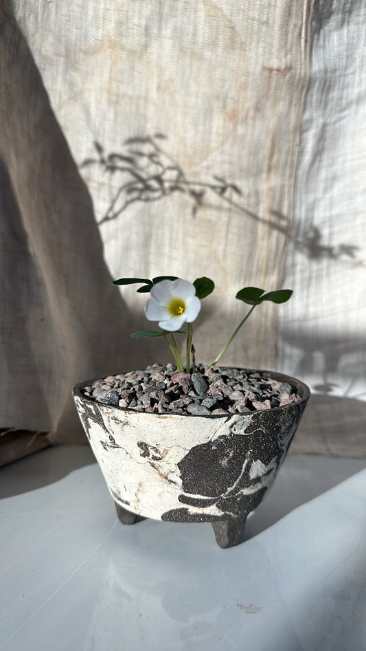 Oxalis Purpurea w/ inkwash planter - Mipa's pots and plants