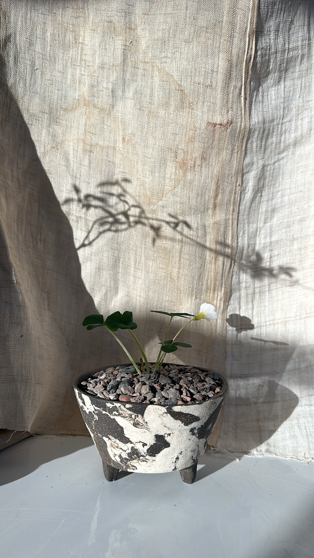 Oxalis Purpurea w/ inkwash planter - Mipa's pots and plants