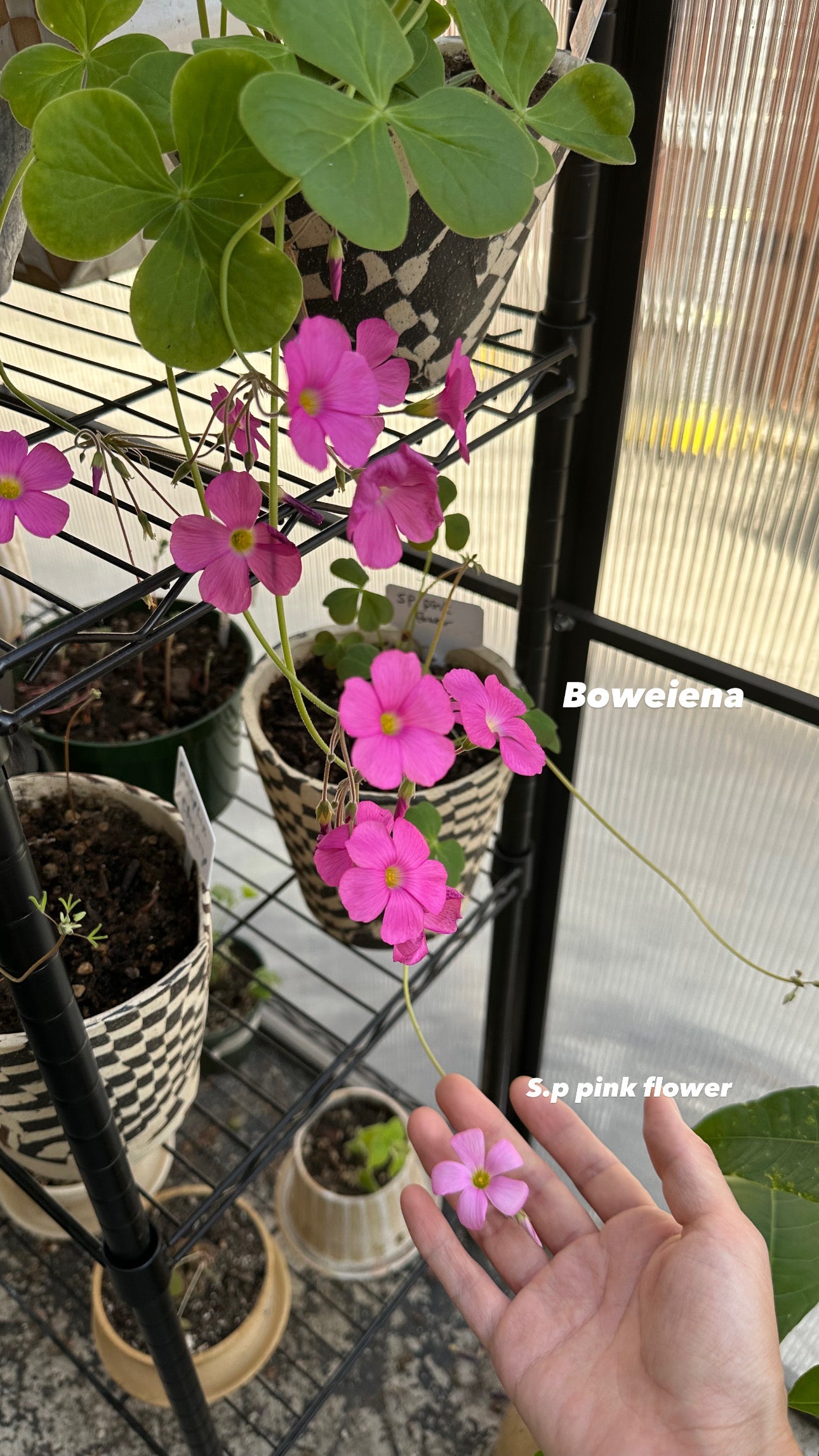 Oxalis boweiena - Mipa's pots and plants