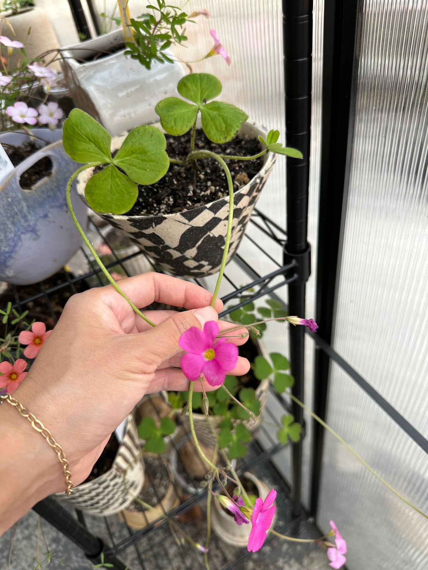 Oxalis boweiena - Mipa's pots and plants