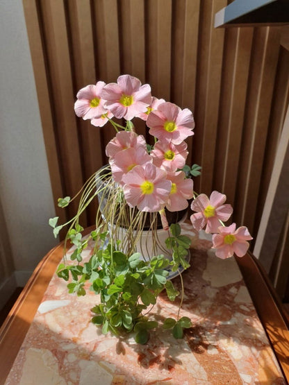 Oxalis obtusa 'Sakura jelly' bulb - Mipa's pots and plants