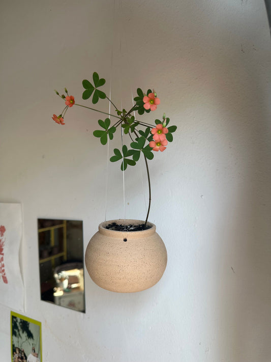 Oxalis stenorryncha w/ mini moonjar planter - Mipa's pots and plants