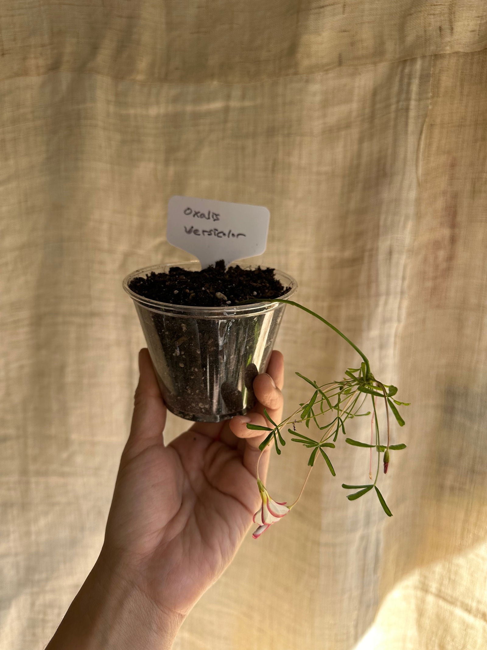 Oxalis versicolor - Mipa's pots and plants