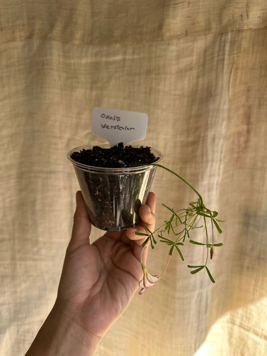 Oxalis versicolor - Mipa's pots and plants