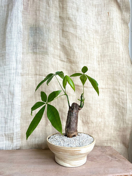 Pachira aquatica w/ planter - Mipa's pots and plants