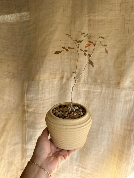 Pachycormus discolor w/ planter - Mipa's pots and plants