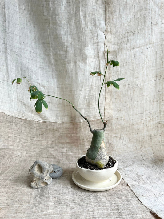 (Pre-order) 79 off white lotus caudex planter - Mipa's pots and plants