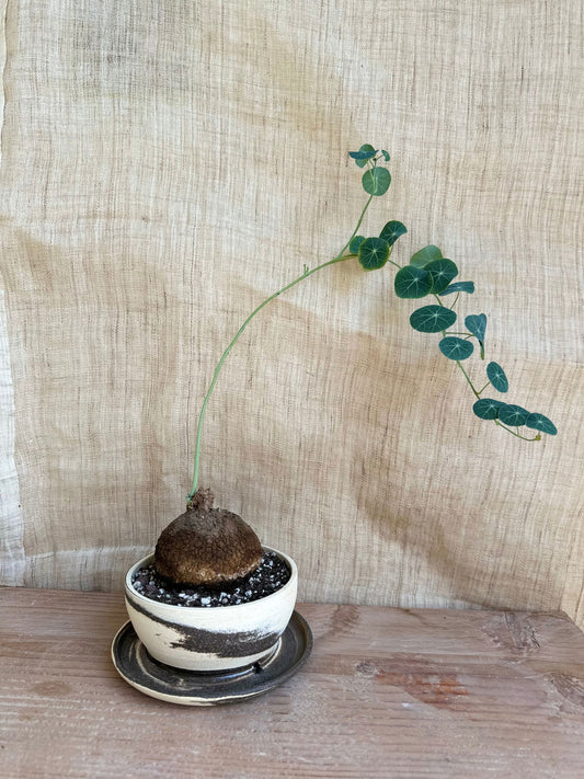 Preorder for Sora - Mipa's pots and plants