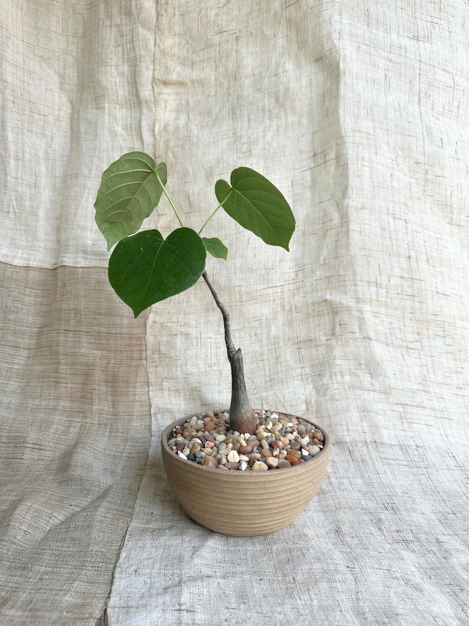 Pseudobombax ellipticum w/ mud planter - Mipa's pots and plants