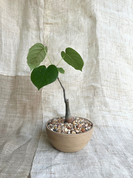 Pseudobombax ellipticum w/ mud planter - Mipa's pots and plants