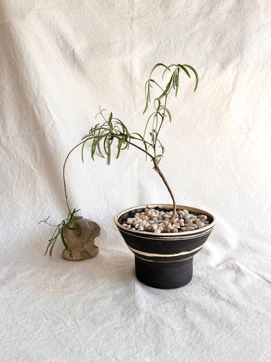 (Sale) 10 b/w marble planter - Mipa's pots and plants