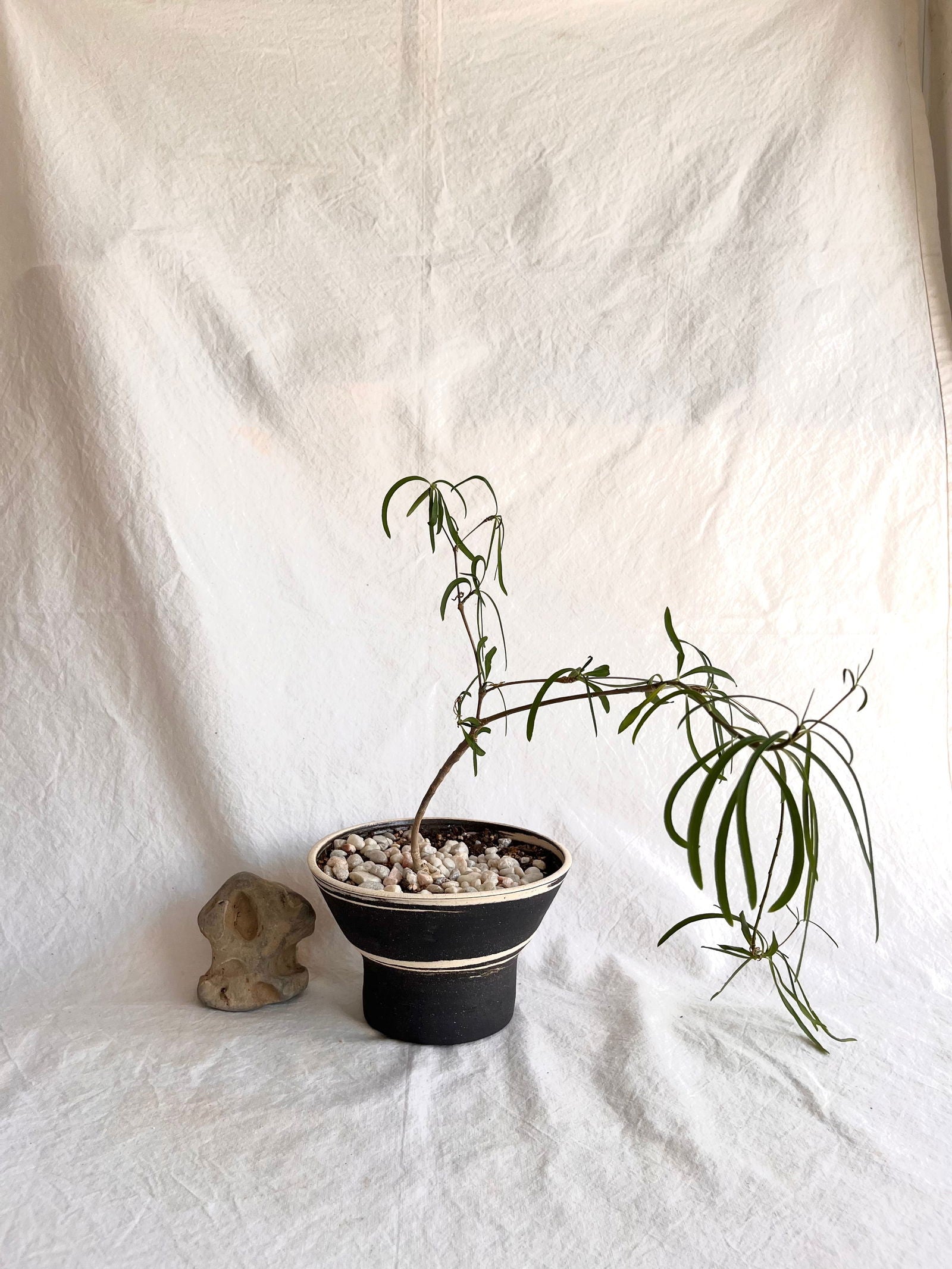 (Sale) 10 b/w marble planter - Mipa's pots and plants