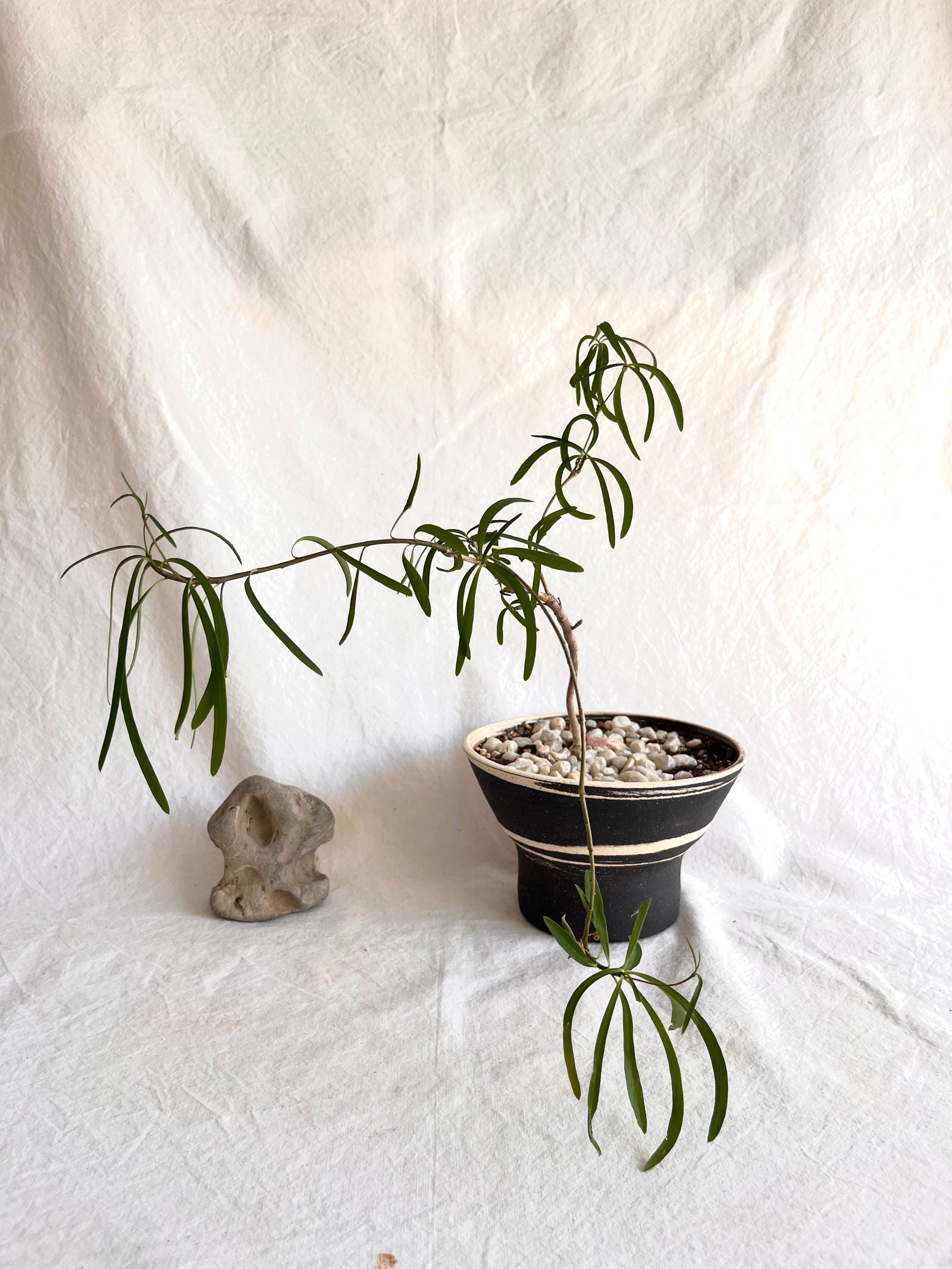 (Sale) 10 b/w marble planter - Mipa's pots and plants