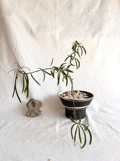 (Sale) 10 b/w marble planter - Mipa's pots and plants