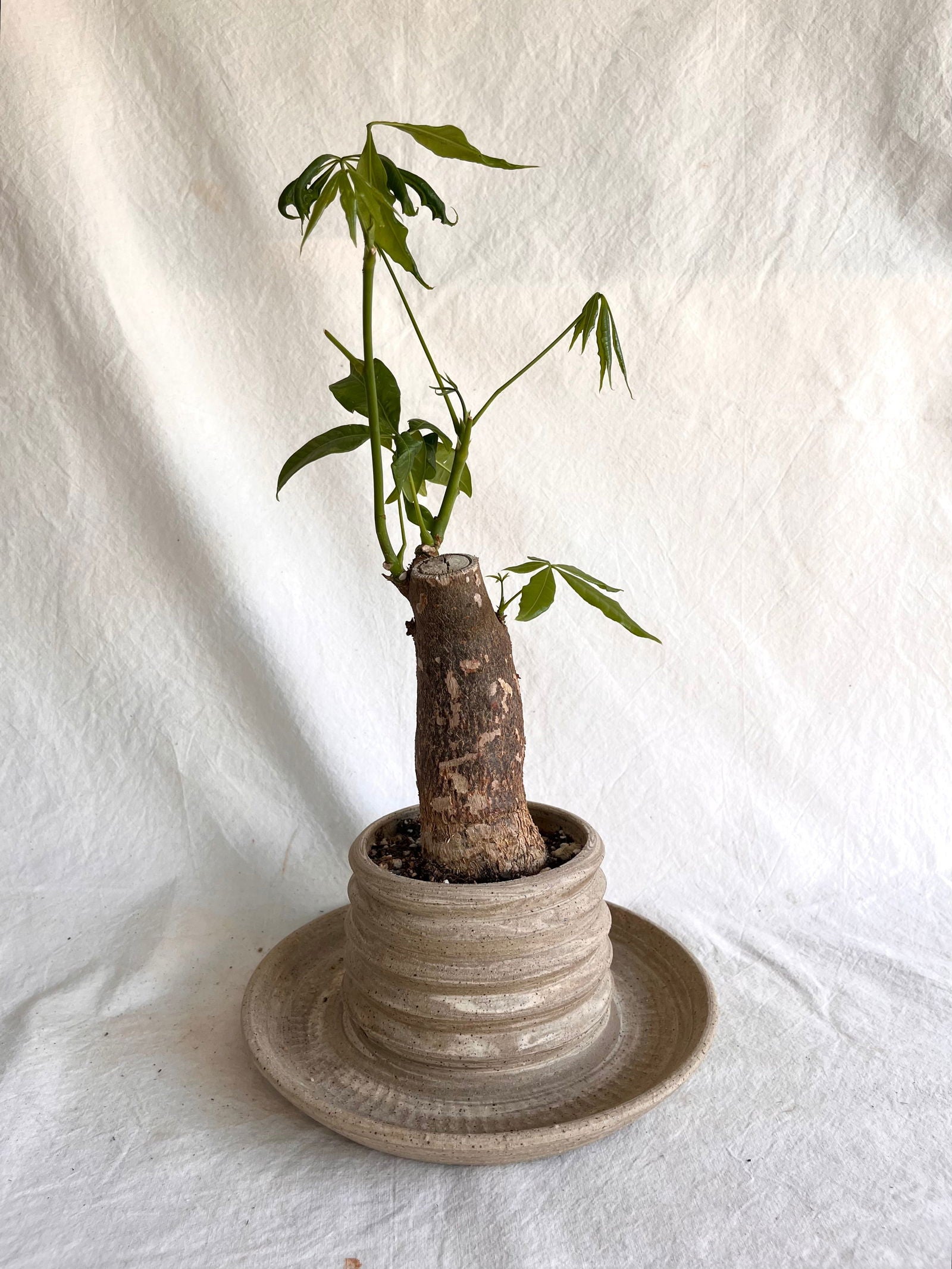 (Sale) 23 pagoda planter - Mipa's pots and plants