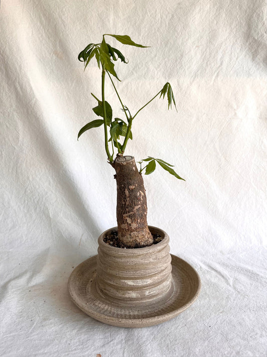 (Sale) 23 pagoda planter - Mipa's pots and plants