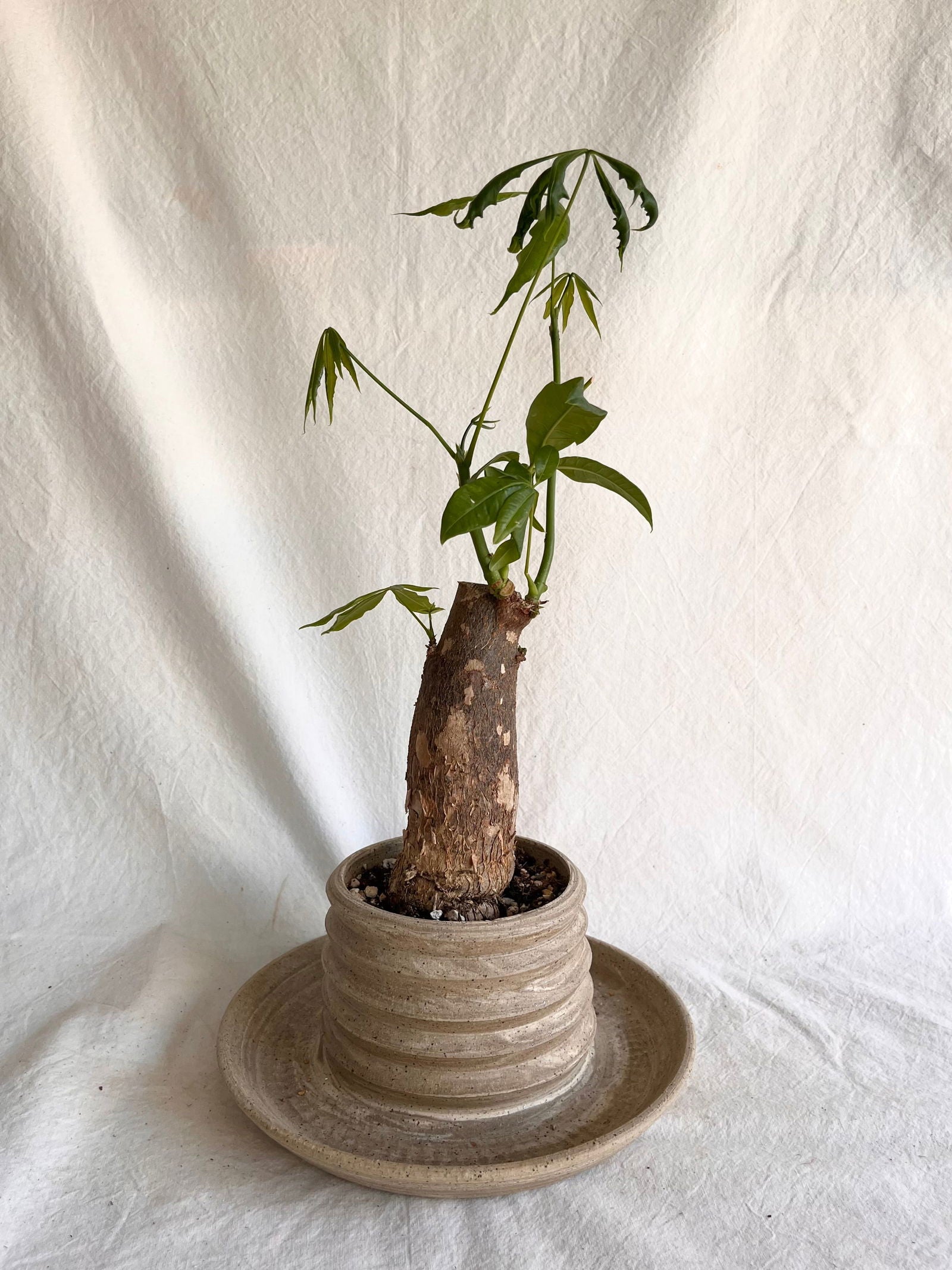 (Sale) 23 pagoda planter - Mipa's pots and plants