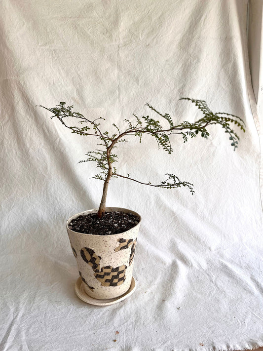 (Sale) 29 cookie planter set - Mipa's pots and plants