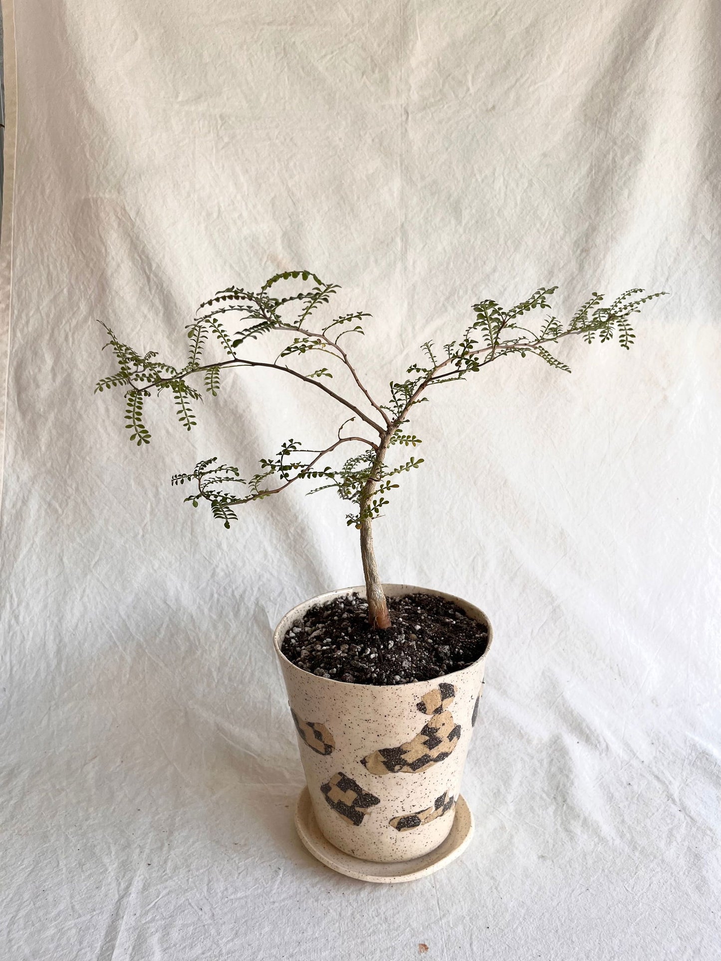 (Sale) 29 cookie planter set - Mipa's pots and plants