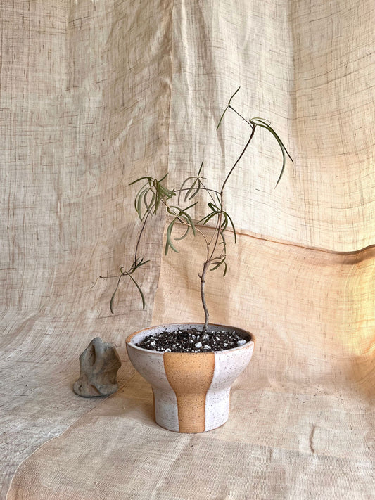(Sale) 46 S.B striped planter - Mipa's pots and plants