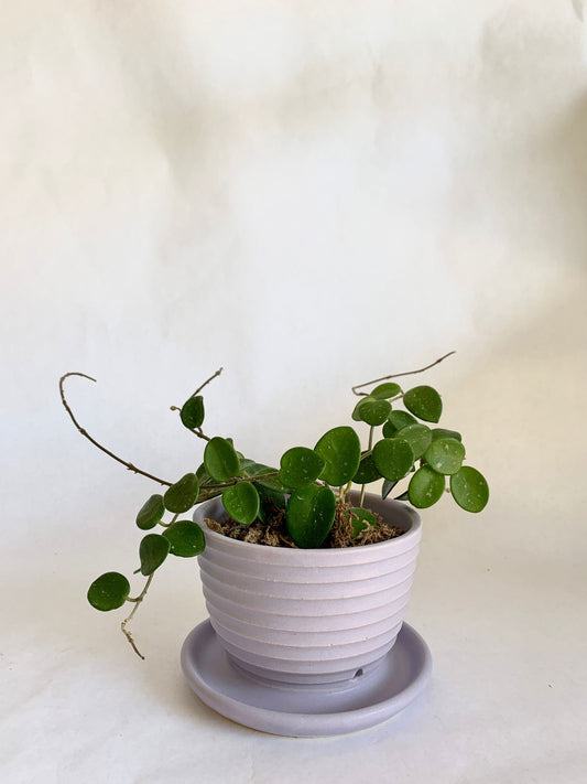 (Sale) 51 pagoda planter - Mipa's pots and plants