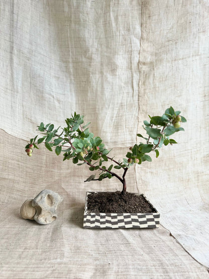 (Sale) 82 checkers bonsai planter - Mipa's pots and plants