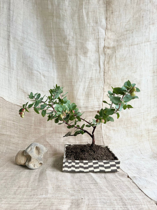 (Sale) 82 checkers bonsai planter - Mipa's pots and plants