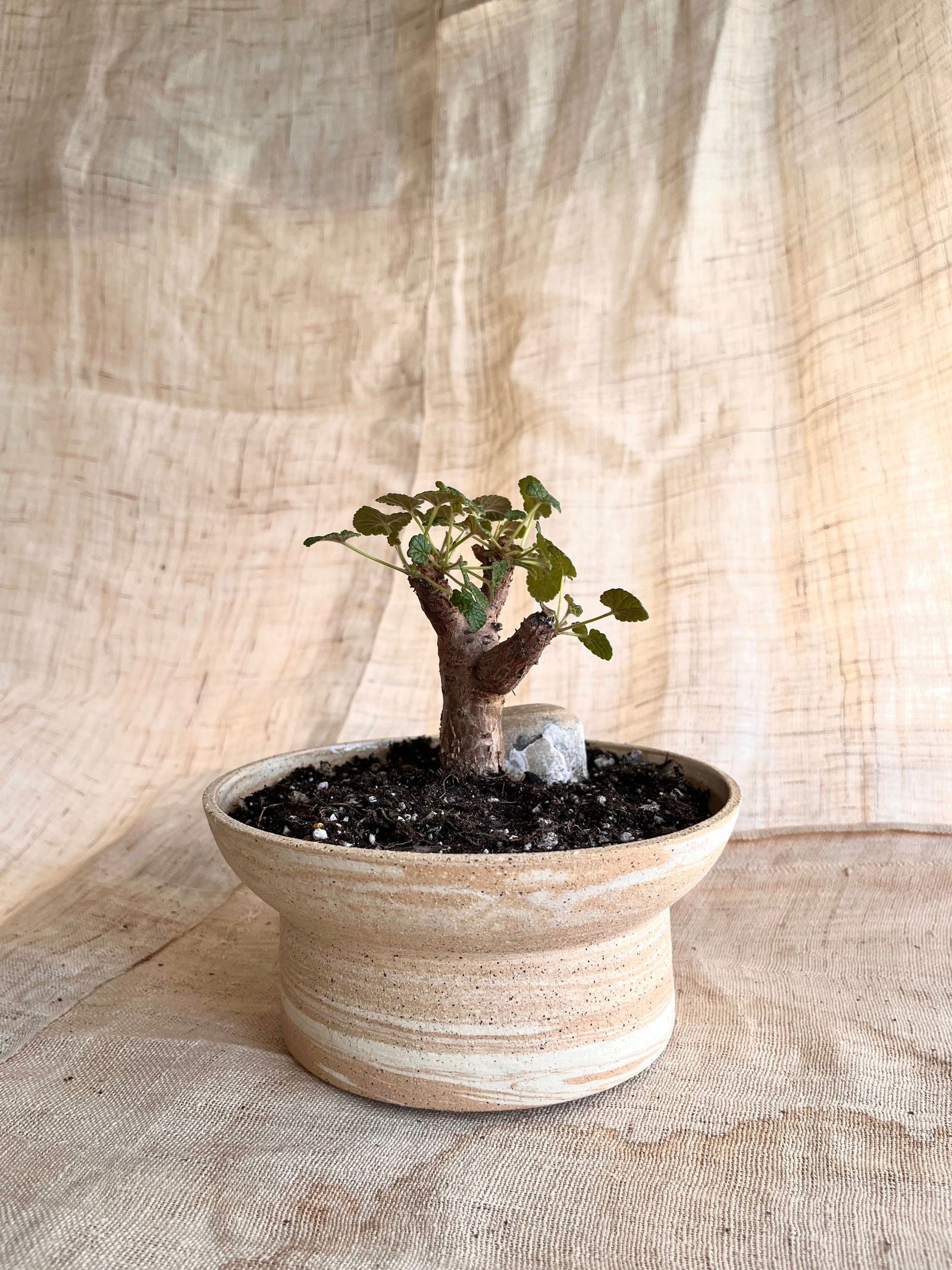 (Seconds) 26 sandstorm planter - Mipa's pots and plants