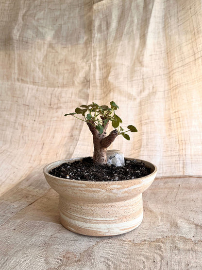 (Seconds) 26 sandstorm planter - Mipa's pots and plants