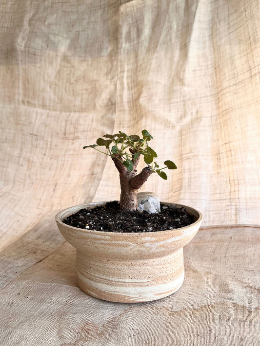 (Seconds) 26 sandstorm planter - Mipa's pots and plants