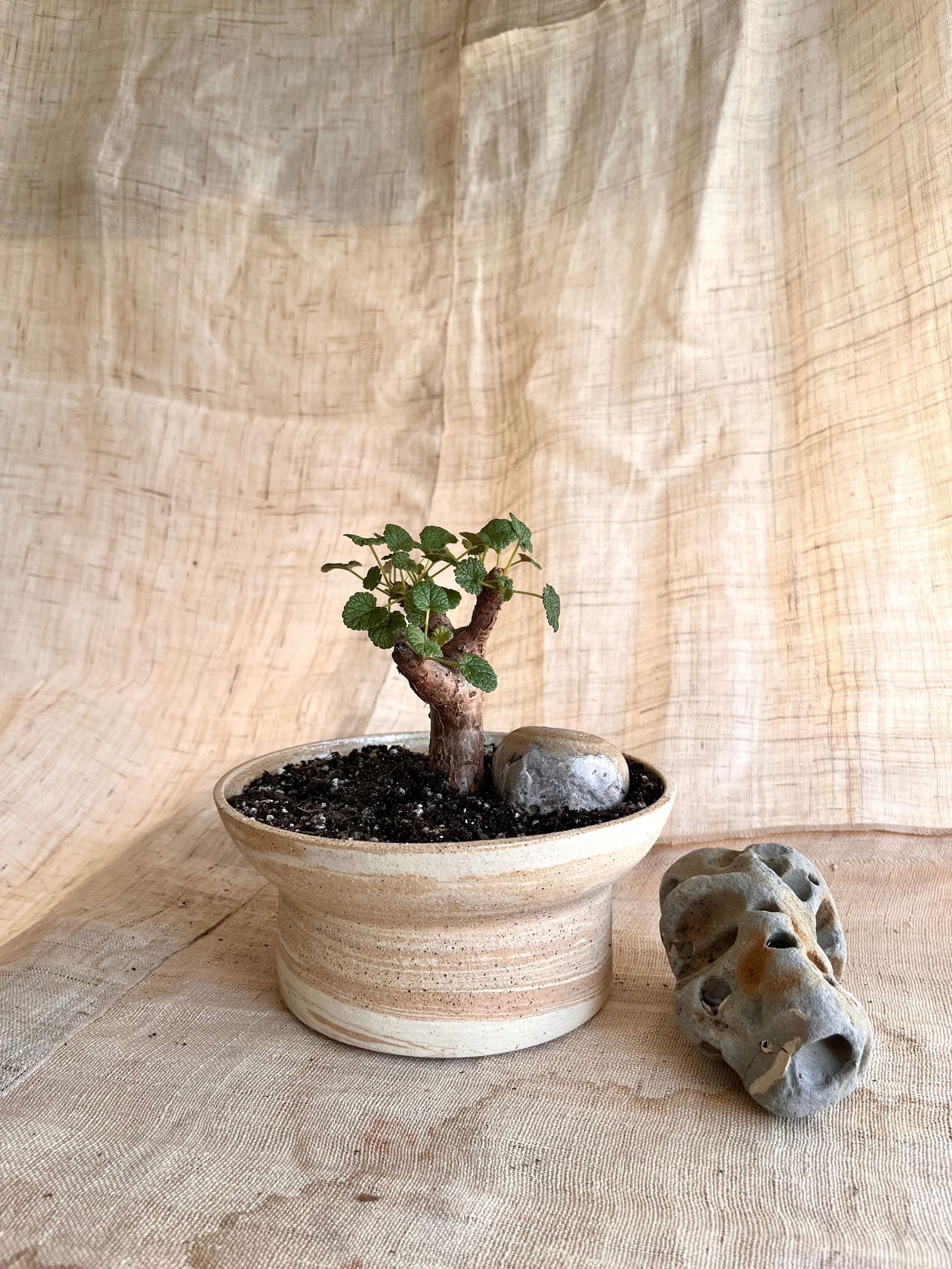 (Seconds) 26 sandstorm planter - Mipa's pots and plants