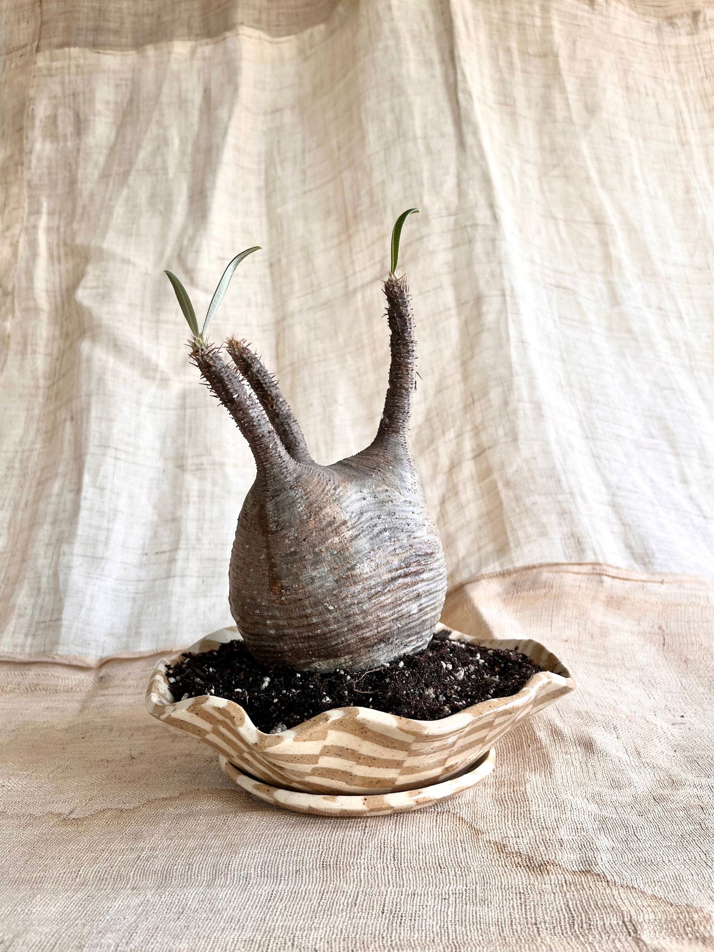 (Seconds) 58 mosaic pie planter set - Mipa's pots and plants