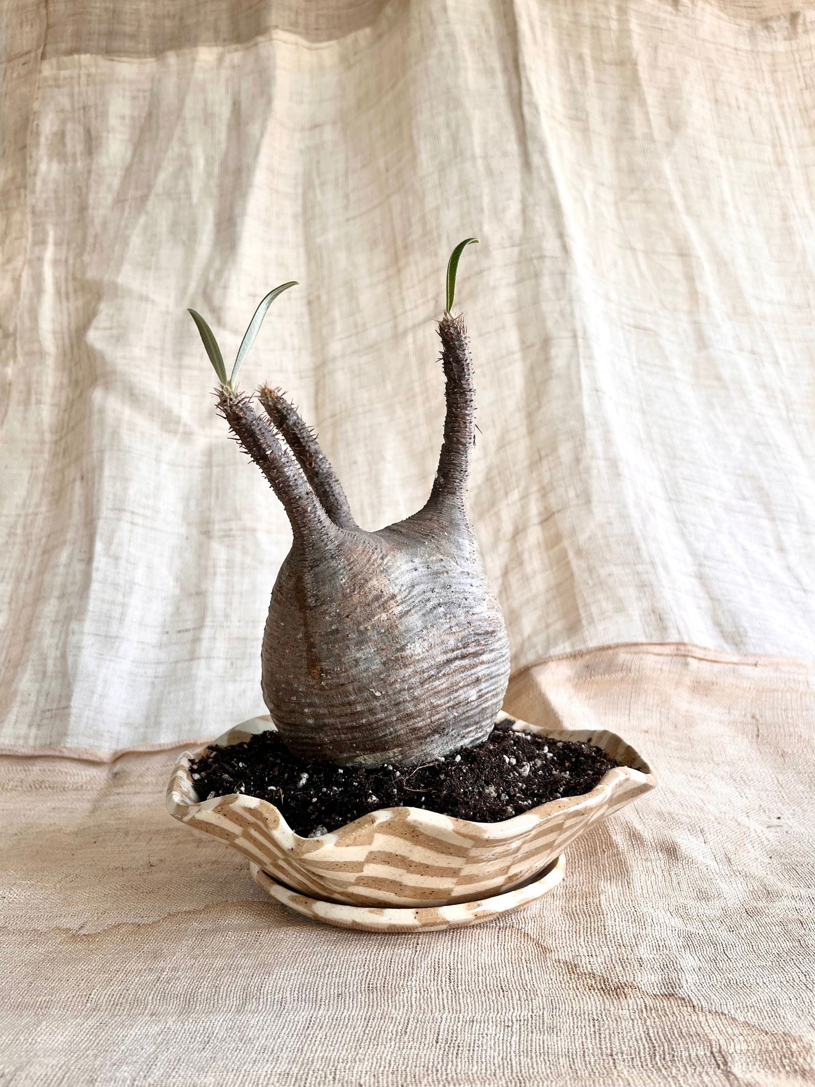 (Seconds) 58 mosaic pie planter set - Mipa's pots and plants