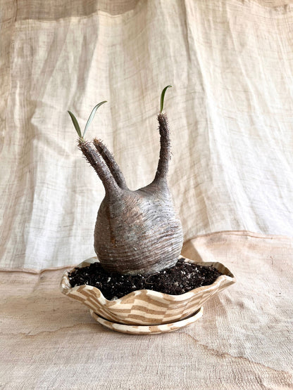 (Seconds) 58 mosaic pie planter set - Mipa's pots and plants