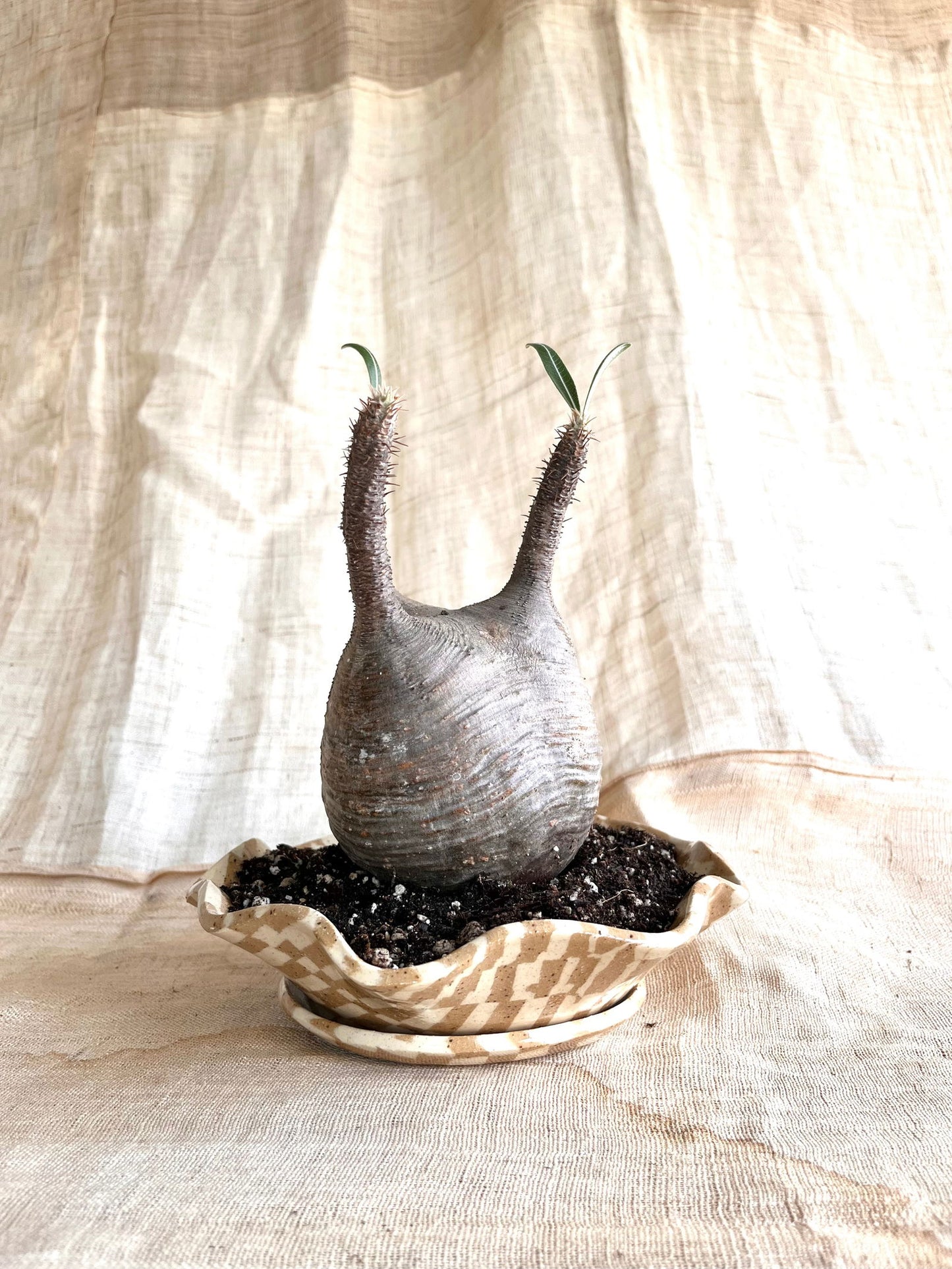 (Seconds) 58 mosaic pie planter set - Mipa's pots and plants