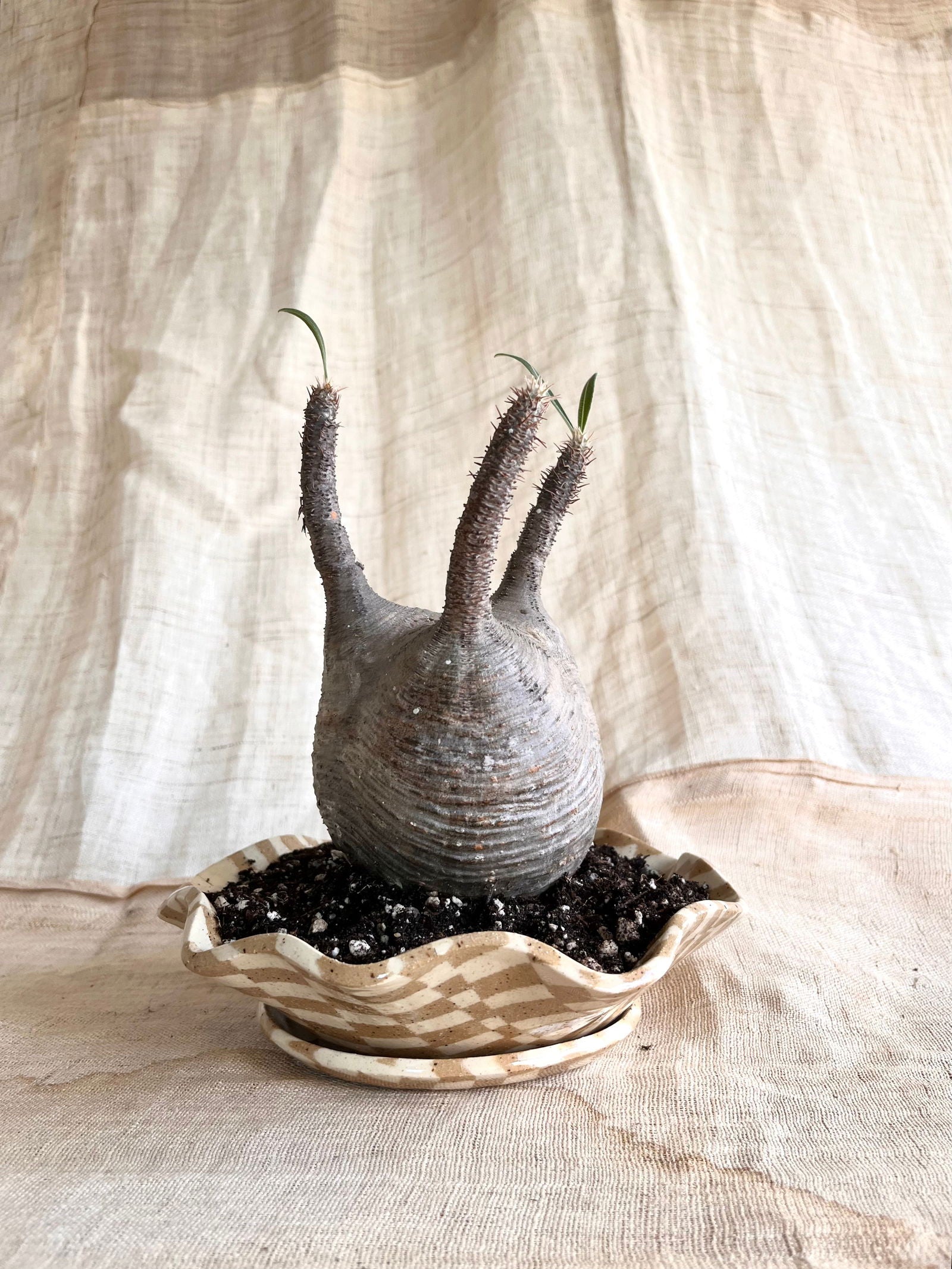 (Seconds) 58 mosaic pie planter set - Mipa's pots and plants