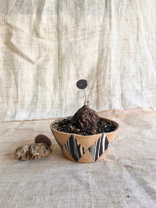 (Seconds) 59 inlay planter - Mipa's pots and plants