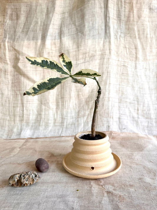 (Seconds) 65 sand pagoda planter - Mipa's pots and plants