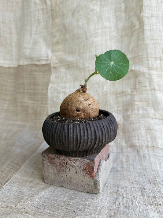 Stephania erecta w/ black planter - Mipa's pots and plants